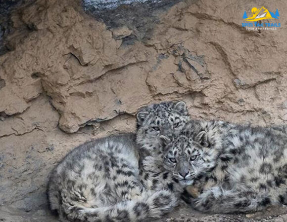 Snow Leopard In Spiti Valley