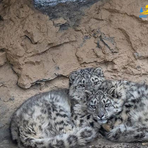 Snow Leopard Expedition